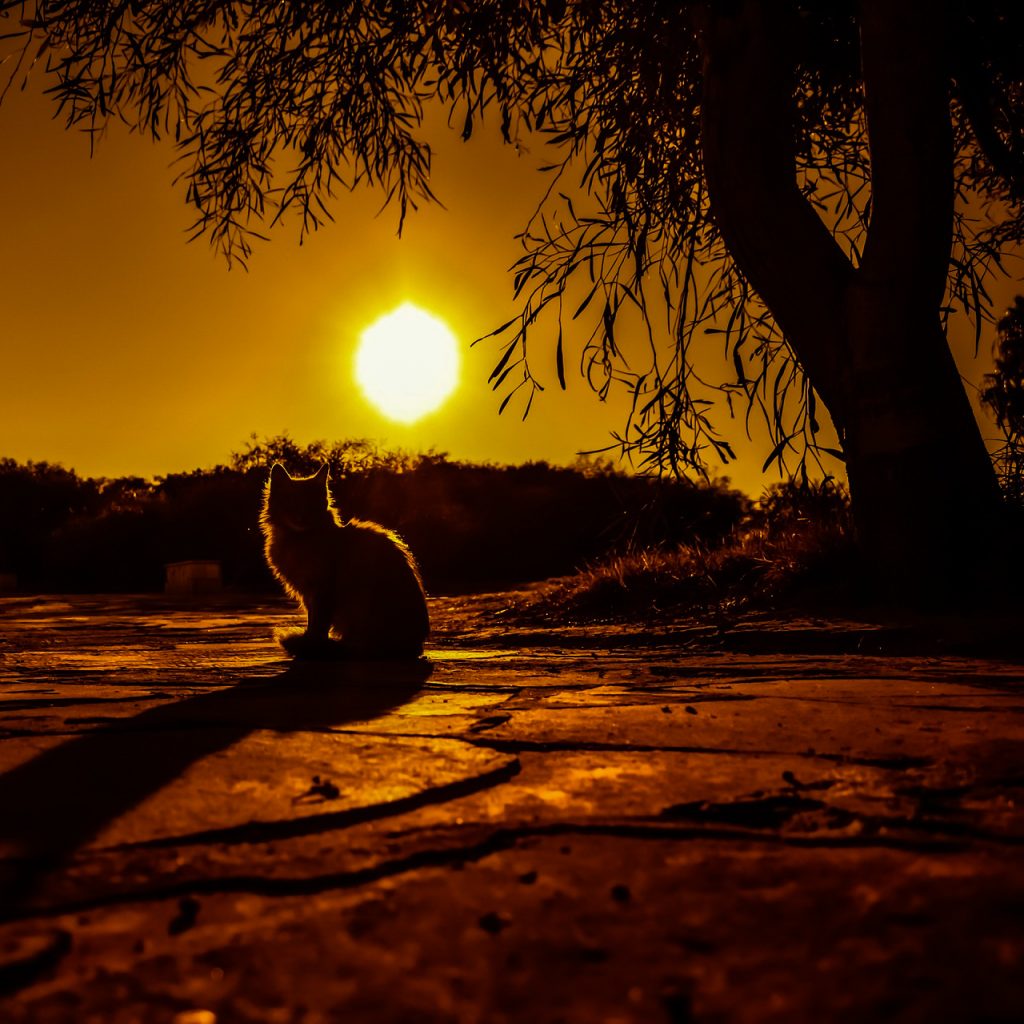 Sunset shadow cat image for DP 28