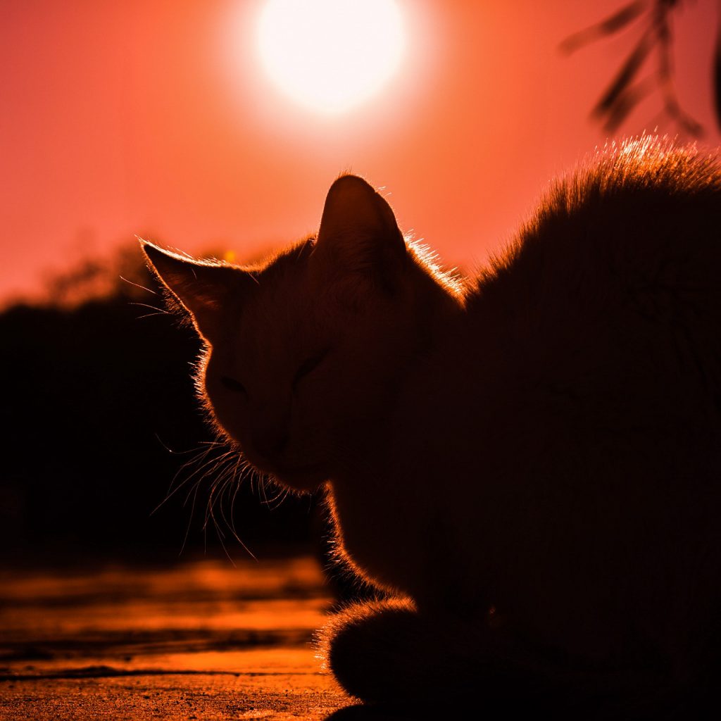 Sunset shadow cat image for DP 29