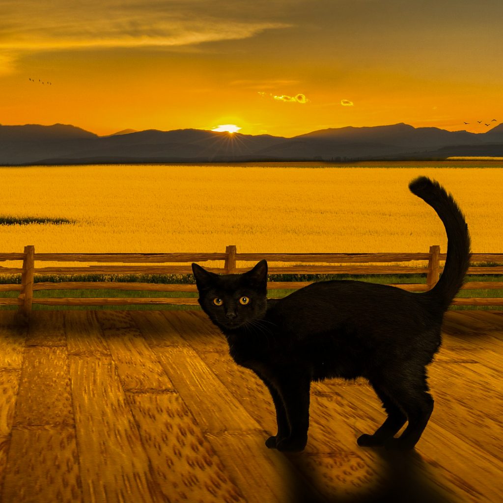 Sunset shadow cat image for DP 3