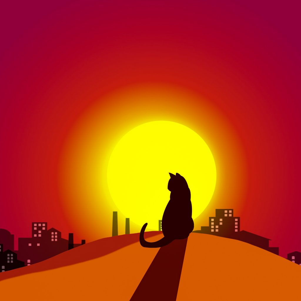 Sunset shadow cat image for DP 4