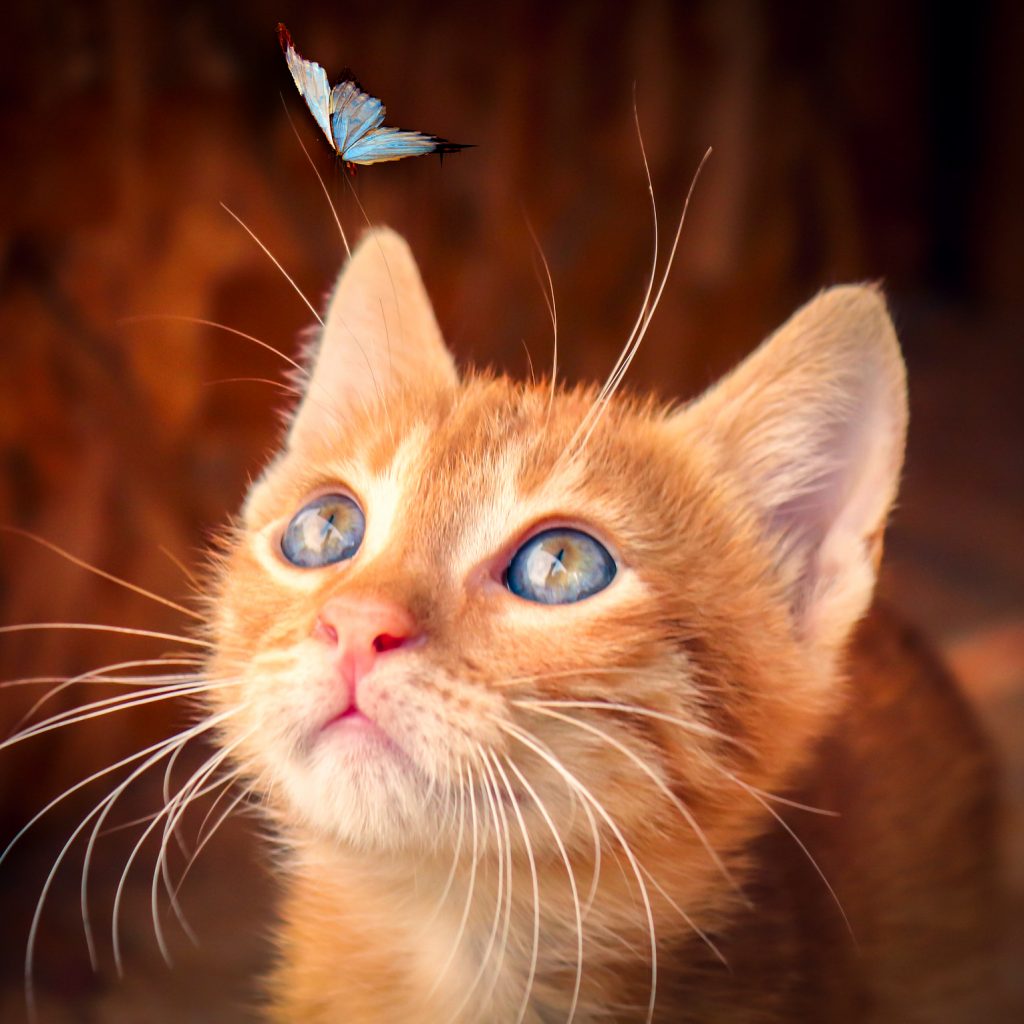 The cat looks at the butterfly image