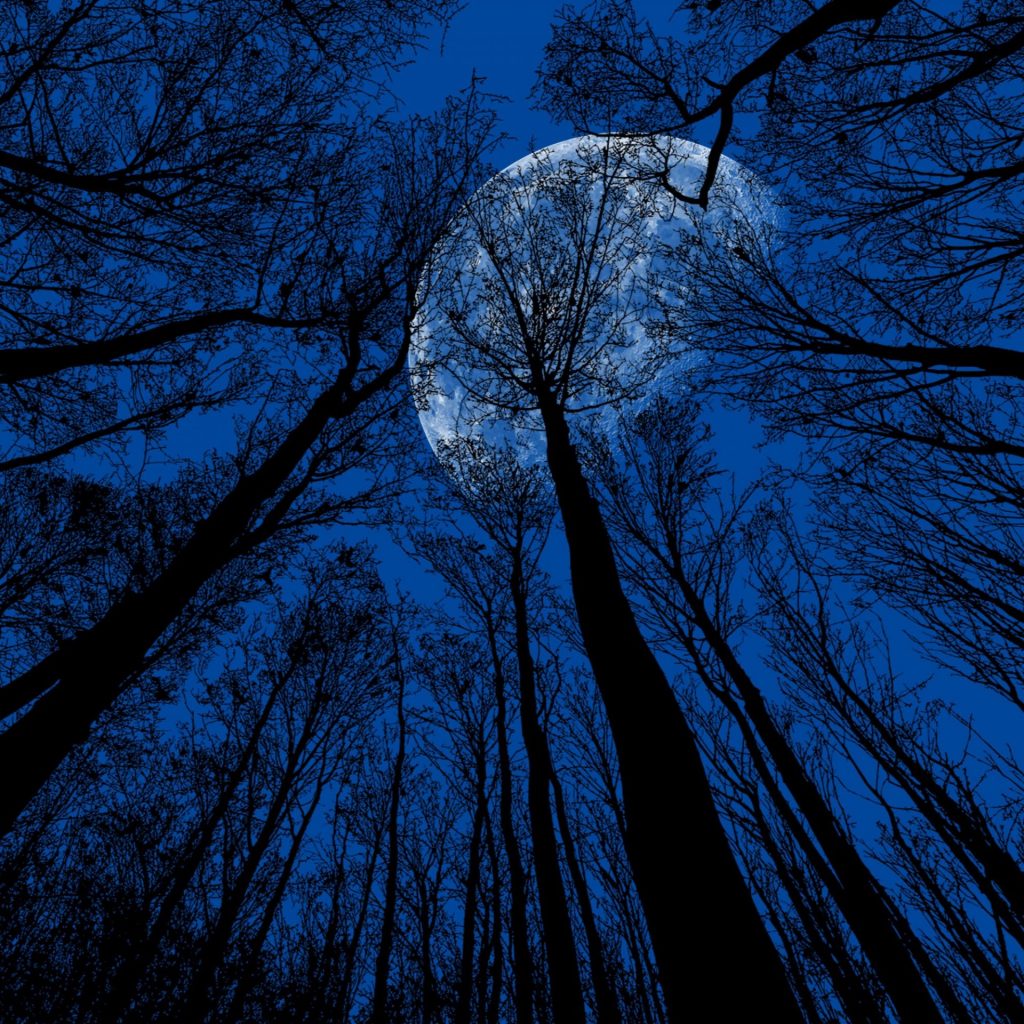Tree branches are touching moon whatsapp dp image