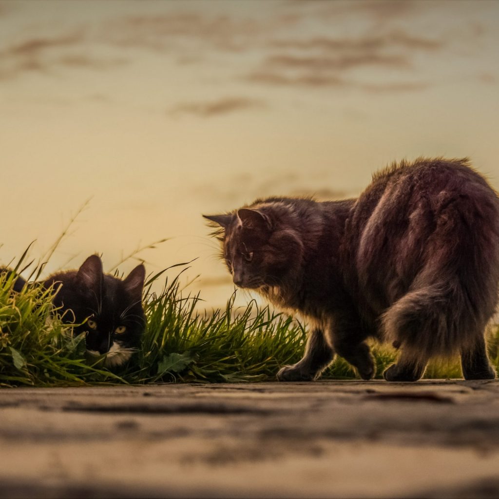 Two Cats Playing In The Grass Field Whatsapp Dp Image