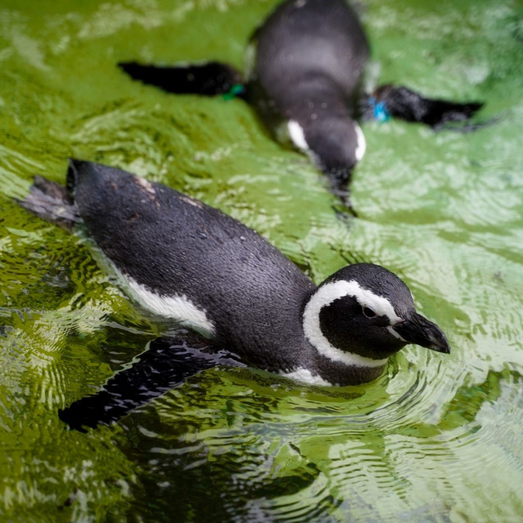 Two Penguins Swimming In The River Whatsapp Dp Image