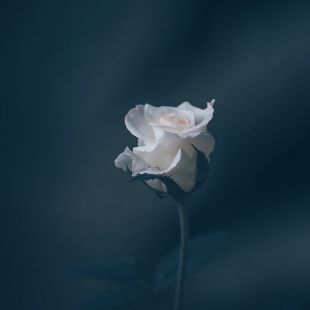 White Rose In Dark Whatsapp Dp Image