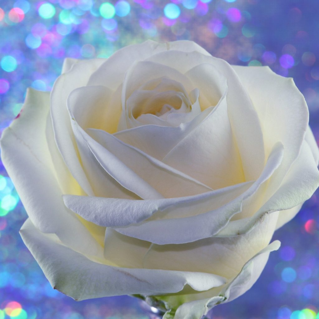 White Rose Whatsapp Dp Image