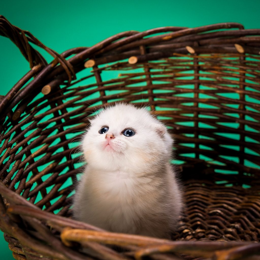 White baby cat image