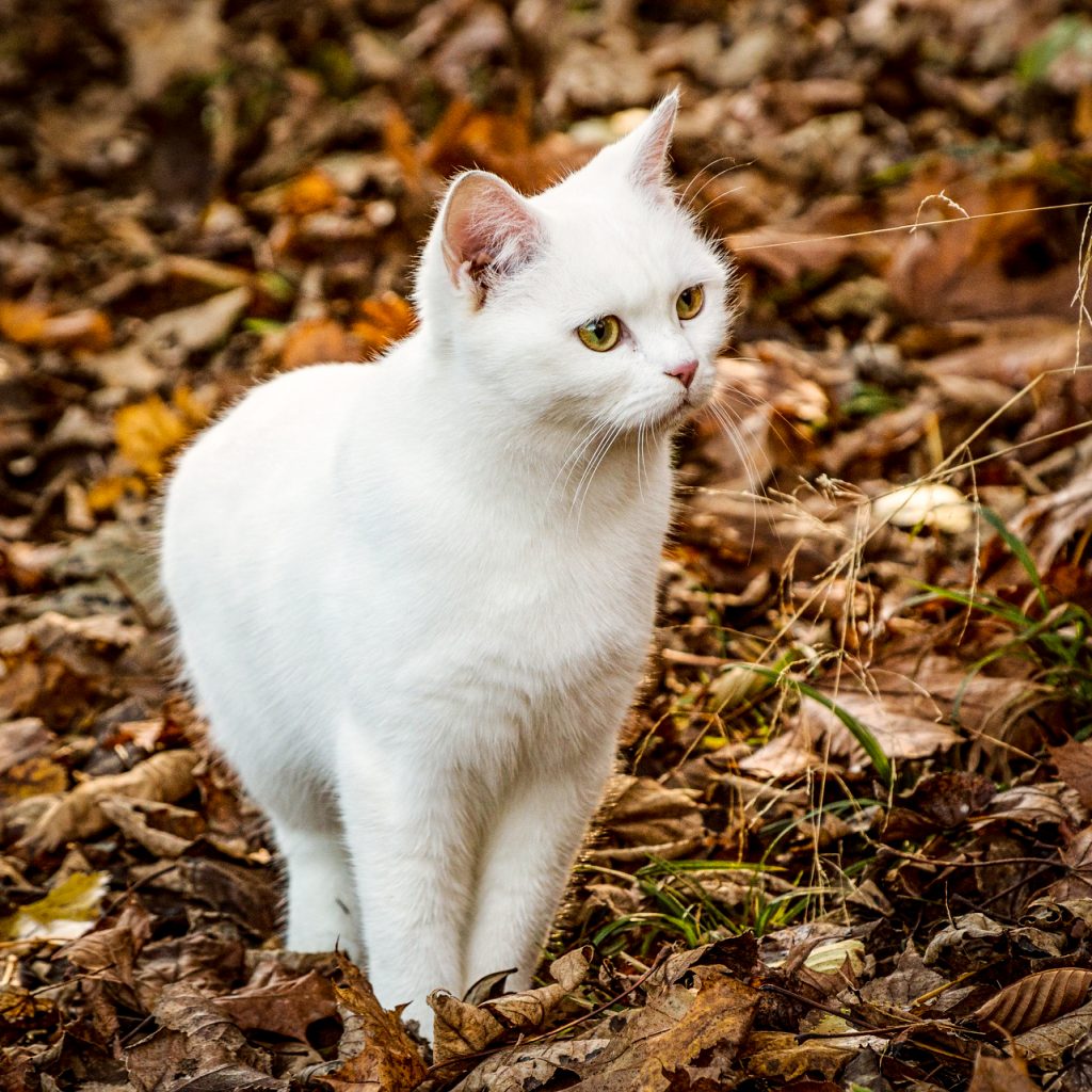 White cat cute image