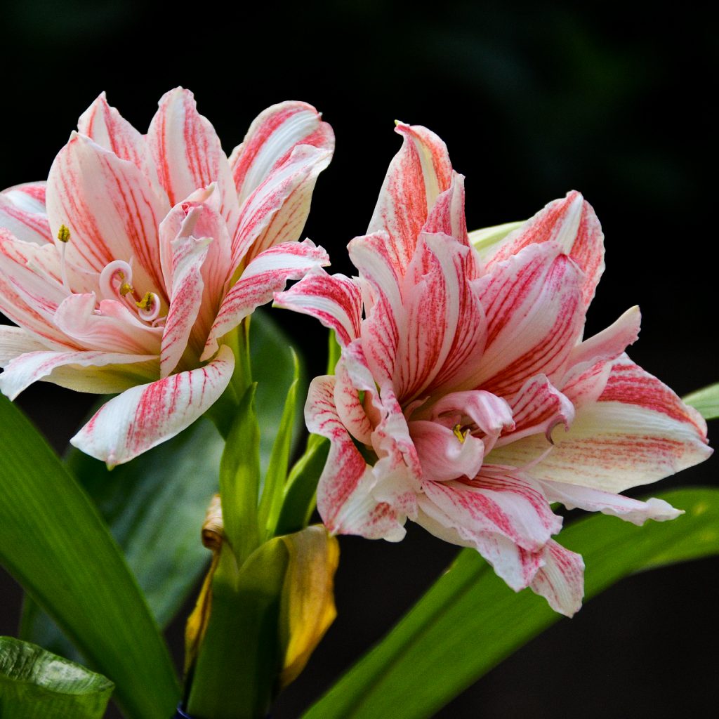 beautiful lilies pink