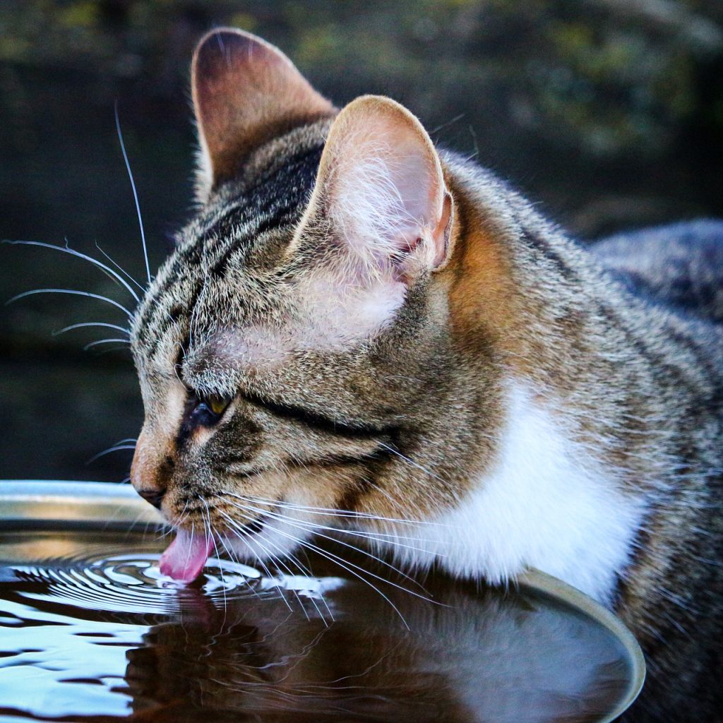 cat drinking water image