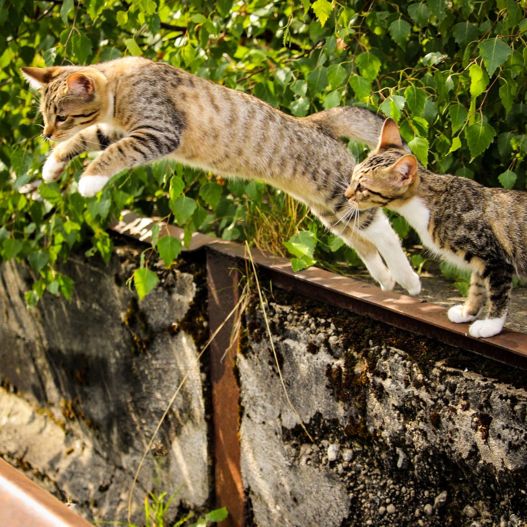 cat jumping image