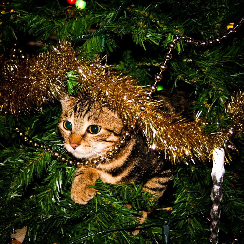 cristmas cat image