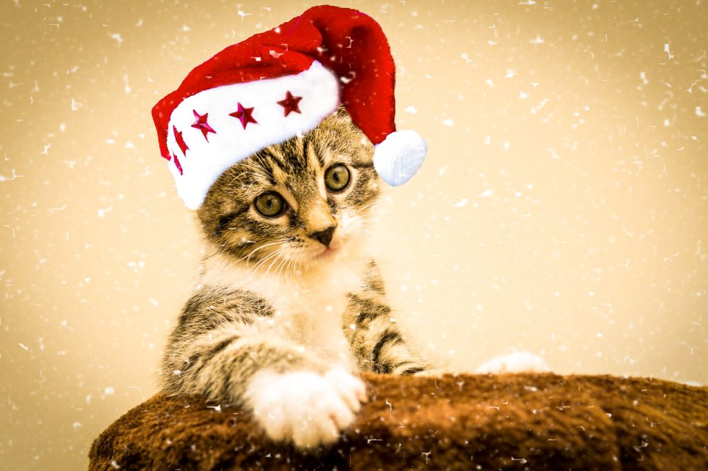 cristmas cat image 2