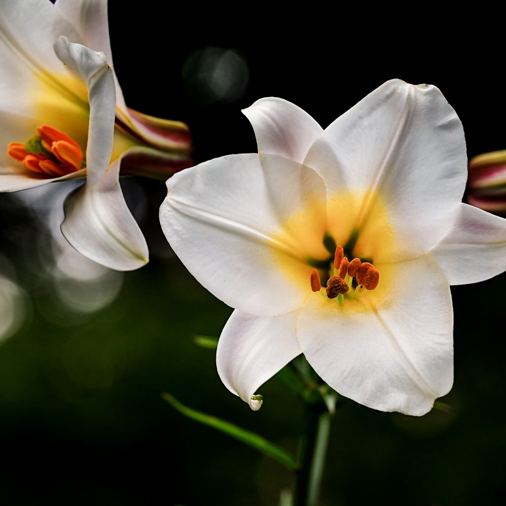 david lily white