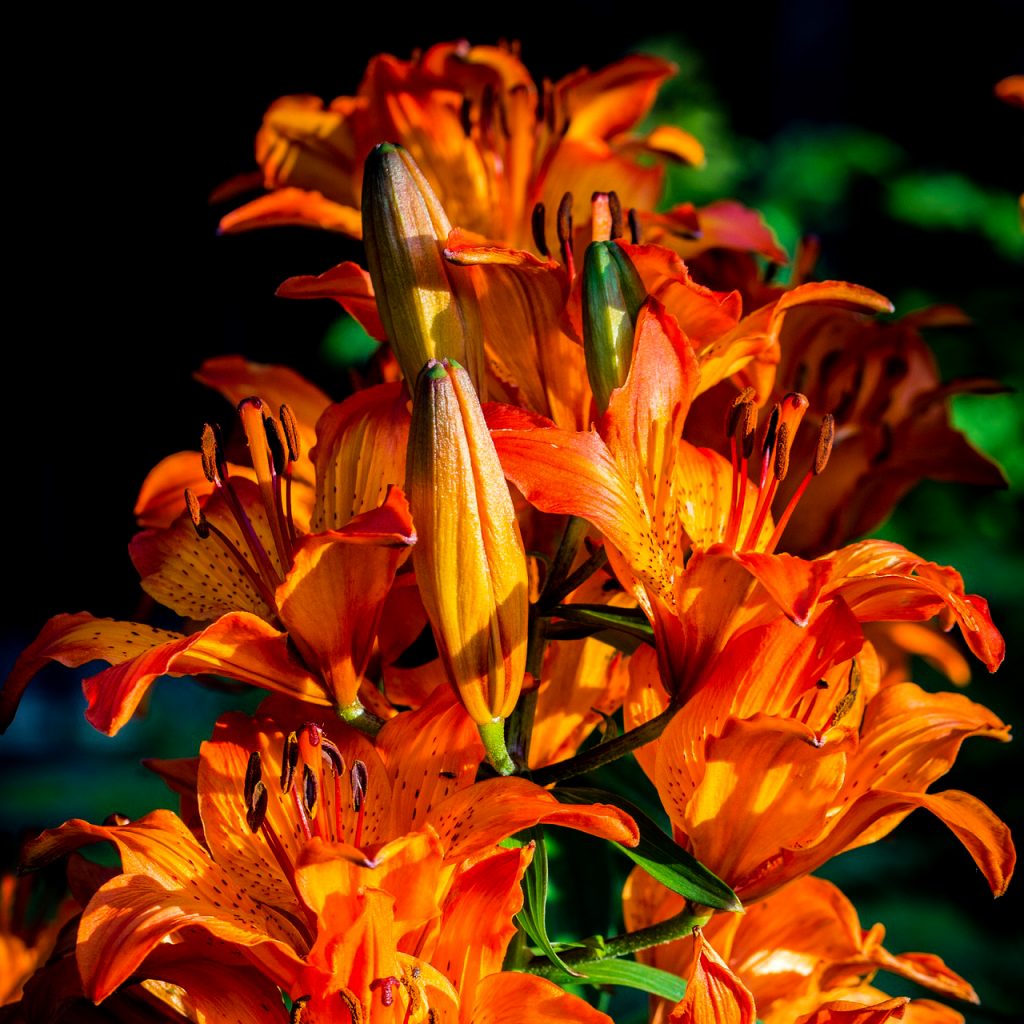 fire lily lilium