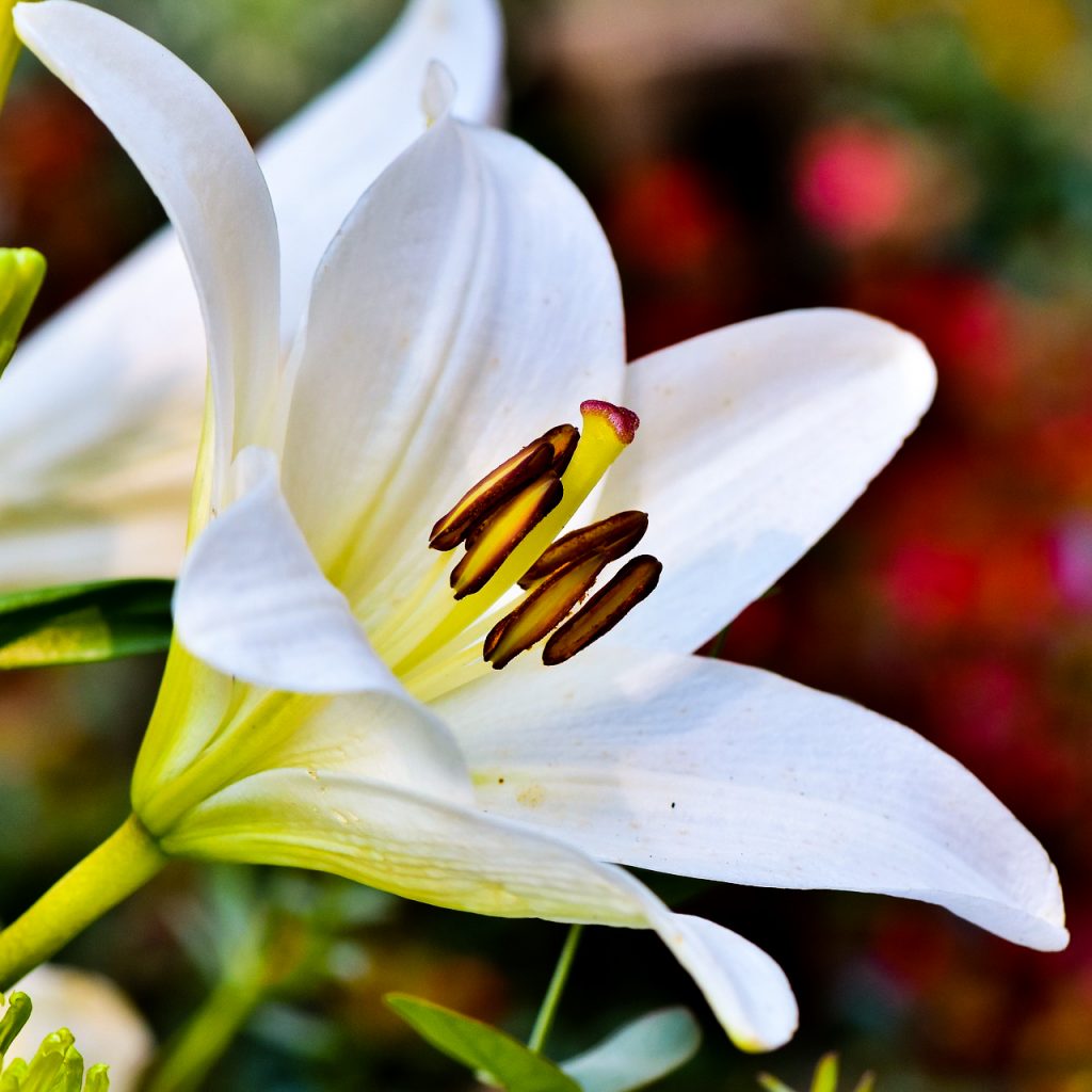 flower lily botany