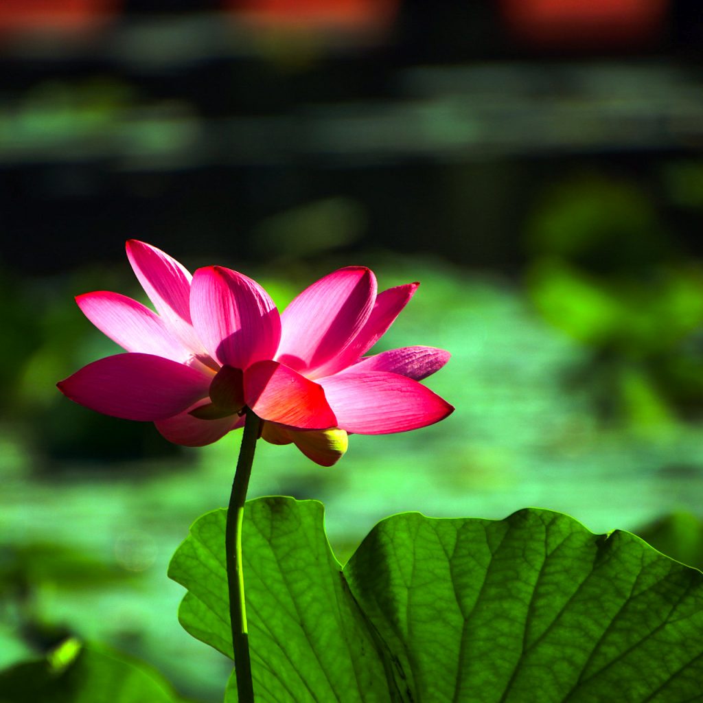 flower lotus water lilly