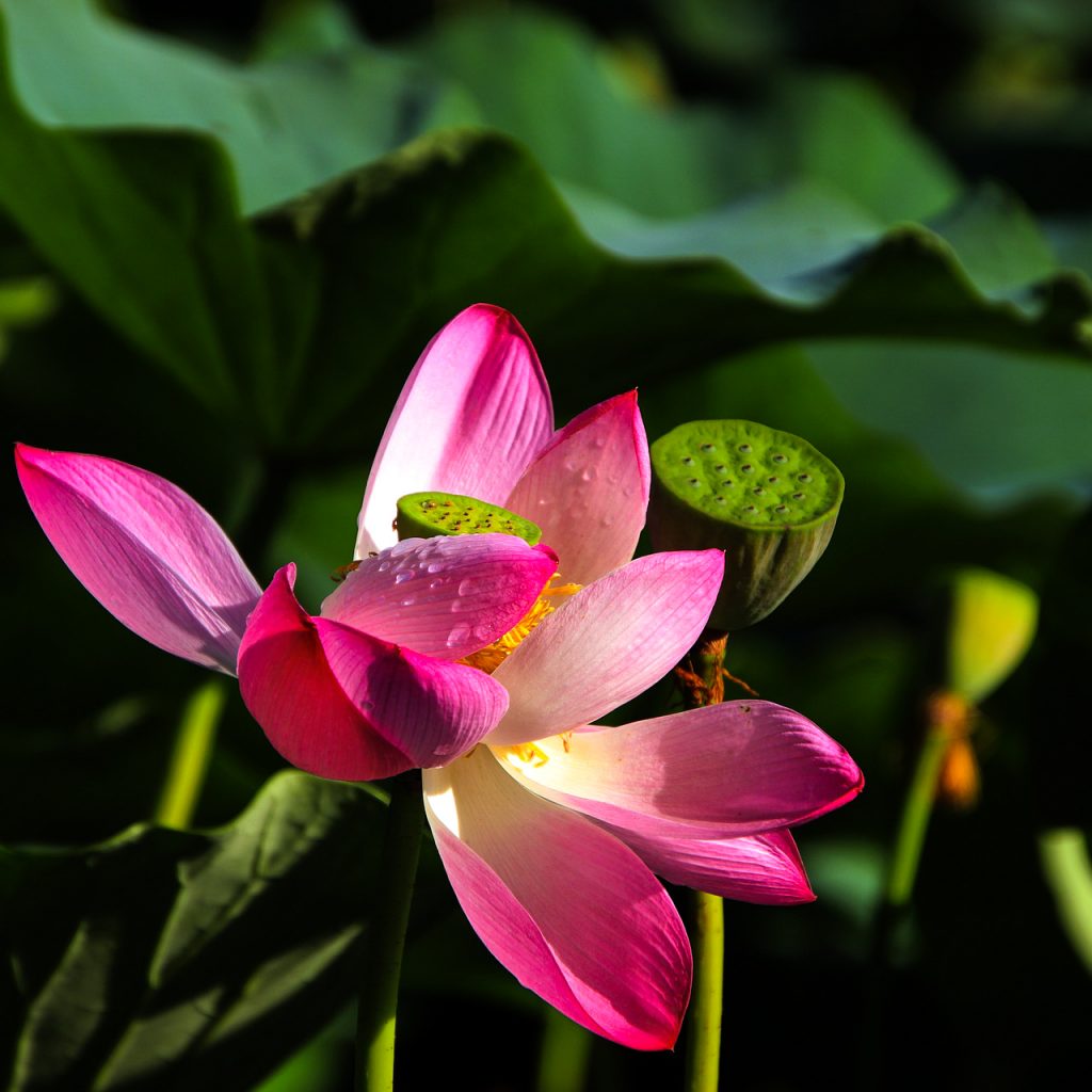 flower lotus water lilly 2