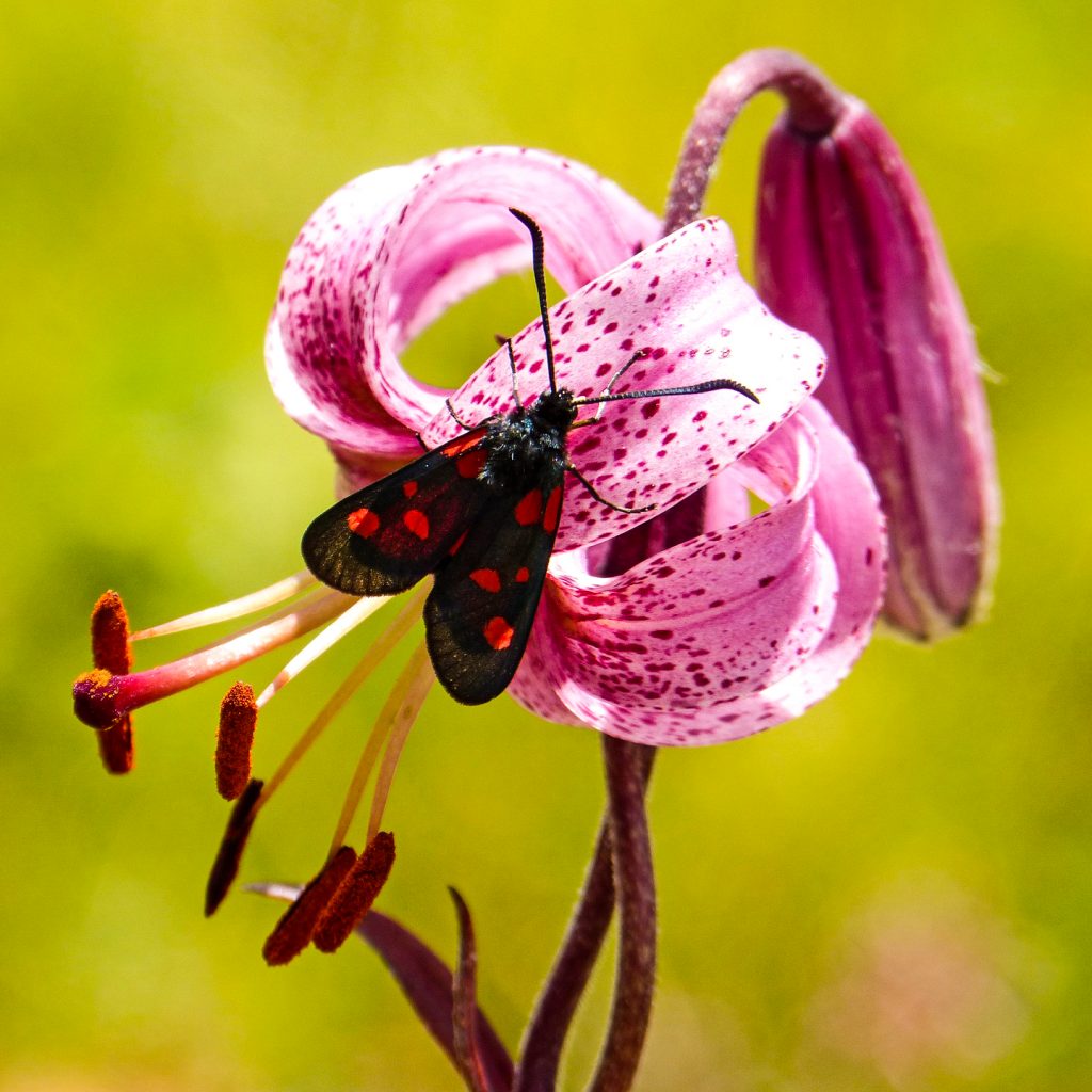 insect bug flower lily