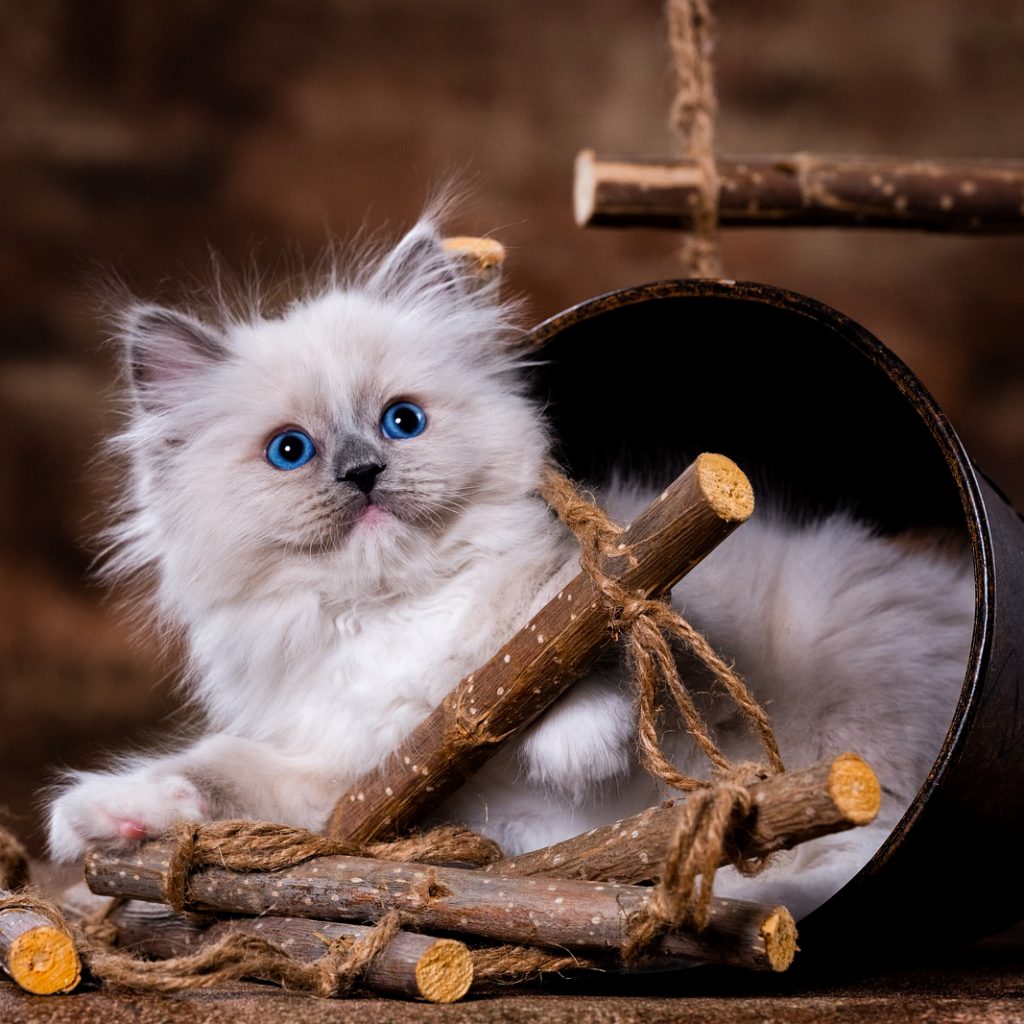 kitten-cat image