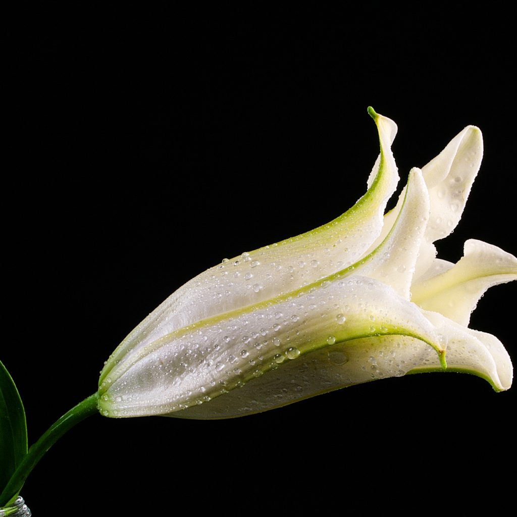 lilium lily white