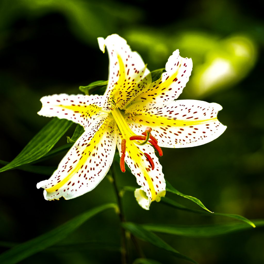 lily lilium plant