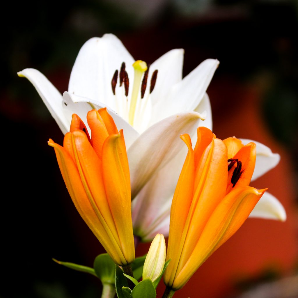 lily orange white lilium