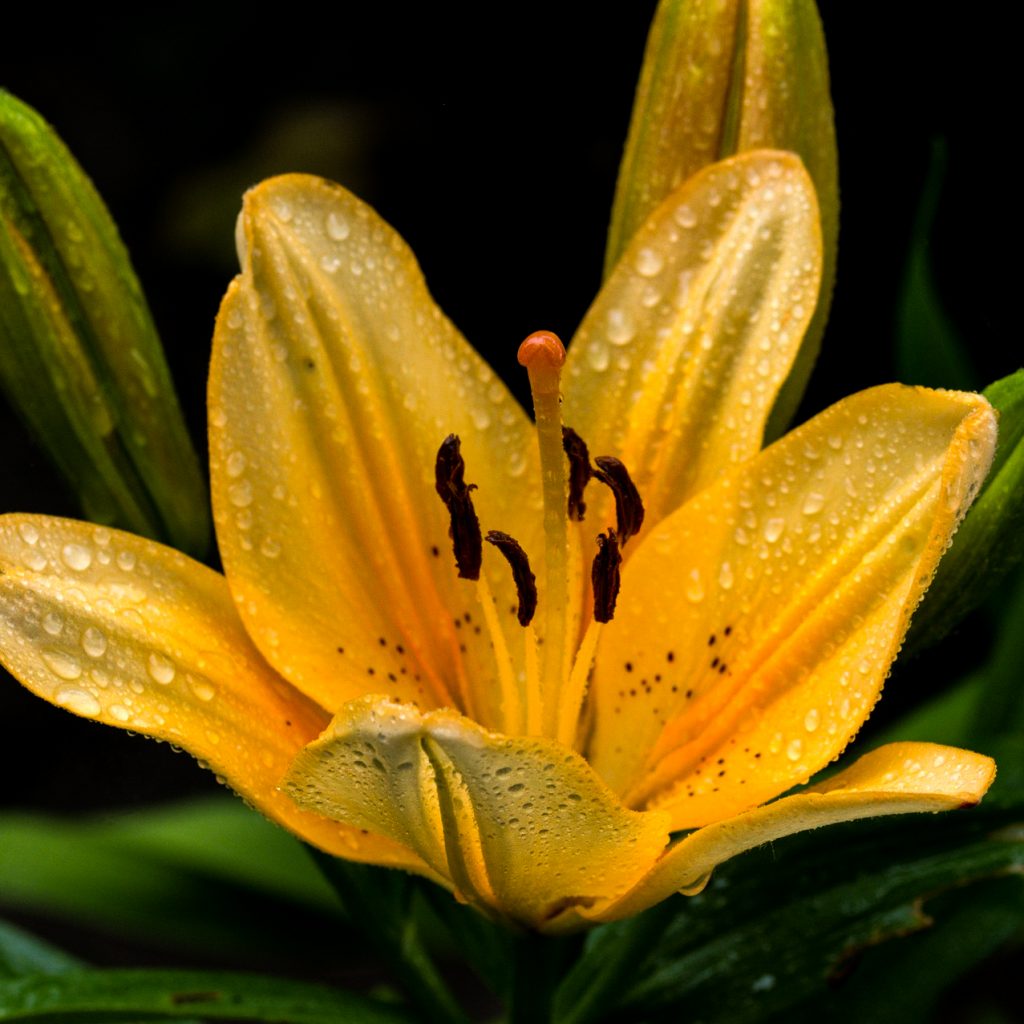 lily ornamental plant apricot