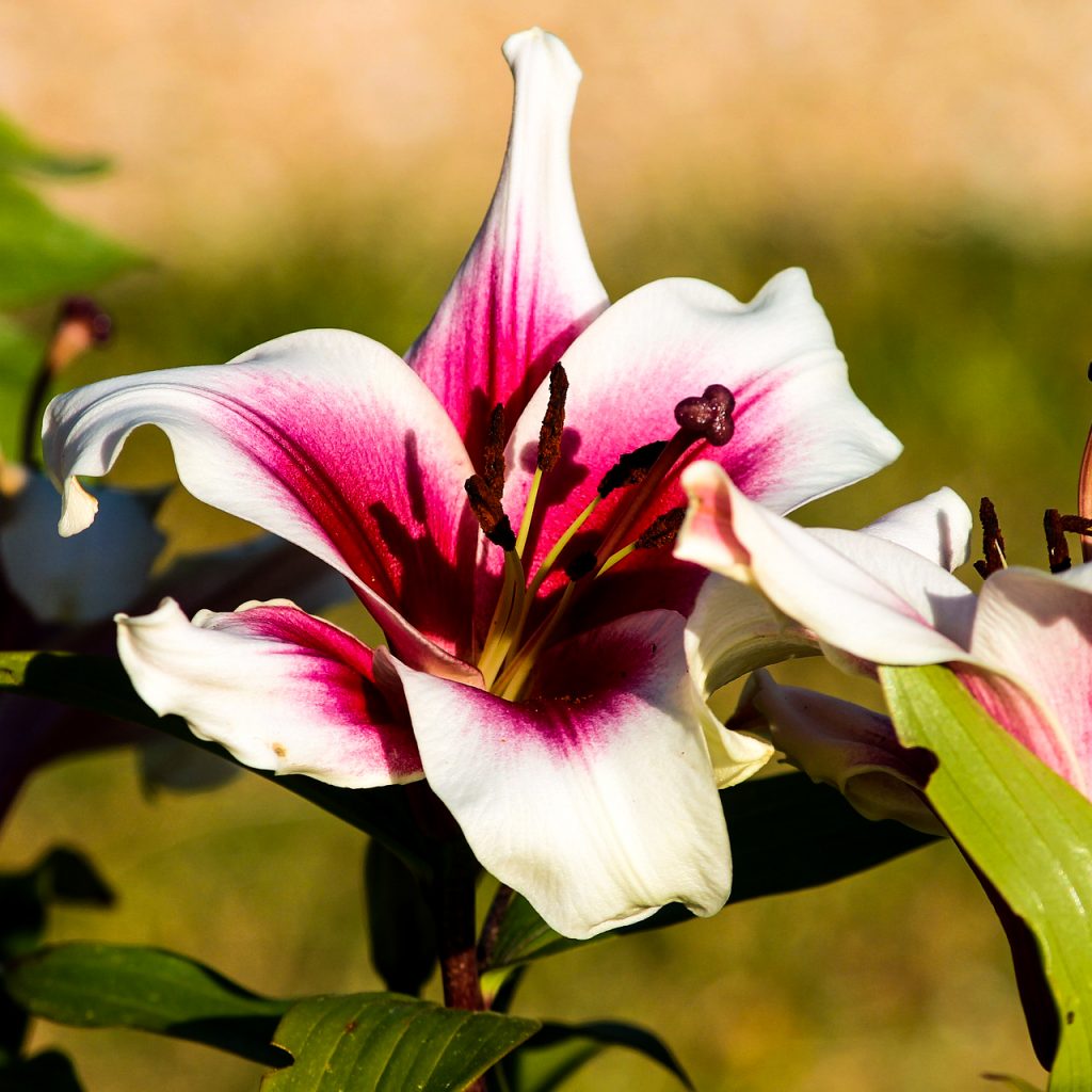 lily red white lilium