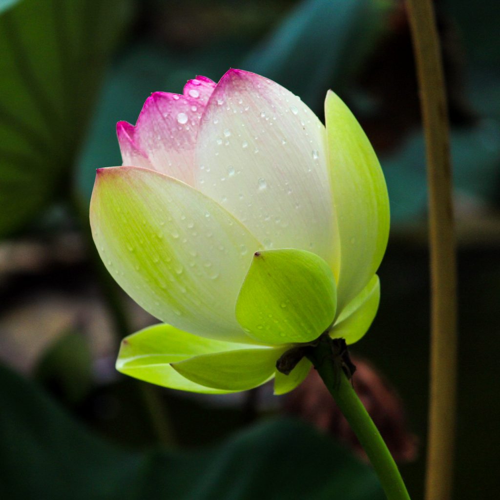 lotus bloom after the rain