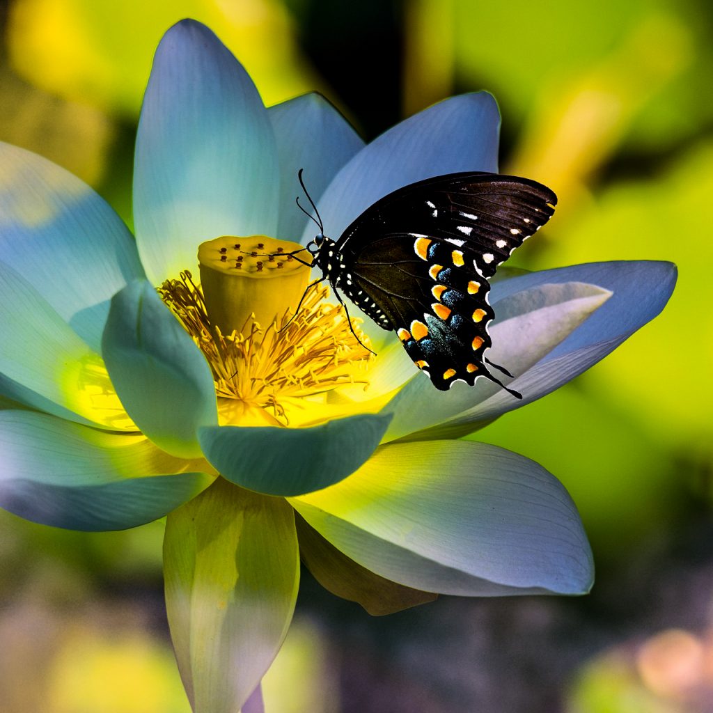 lotus butterfly flower
