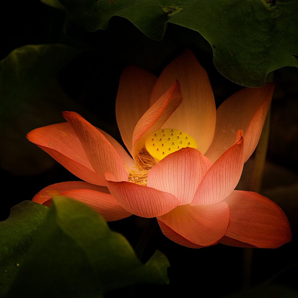 lotus classical gentle