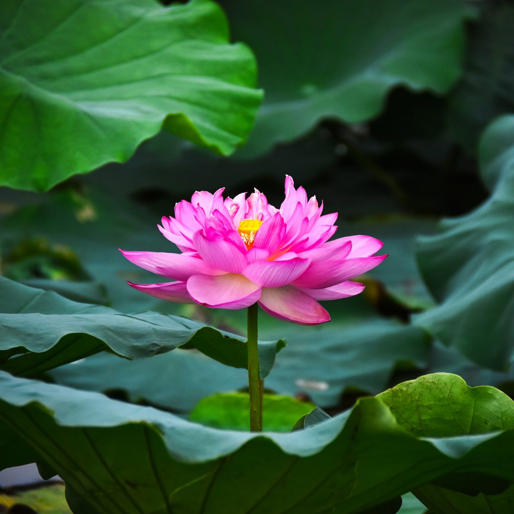 lotus flower bloom