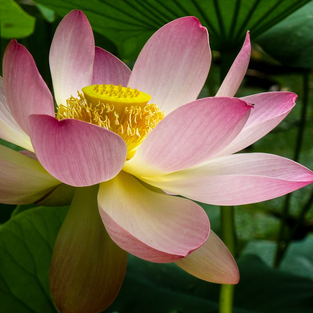 lotus flower close