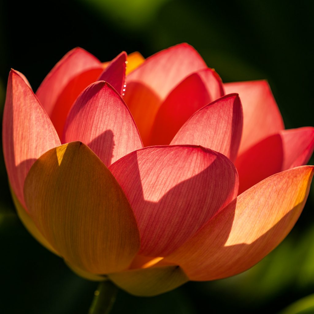 lotus flower lotus