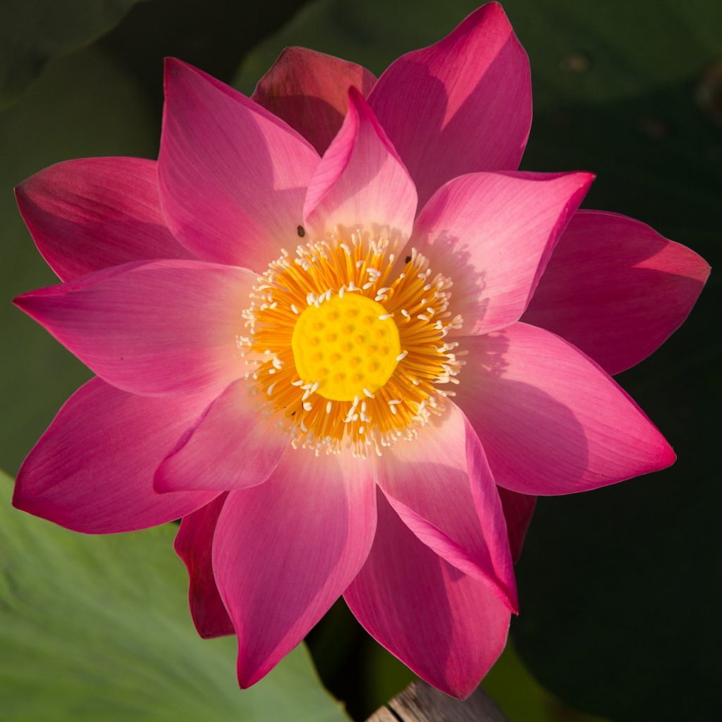 lotus flower nature (2)