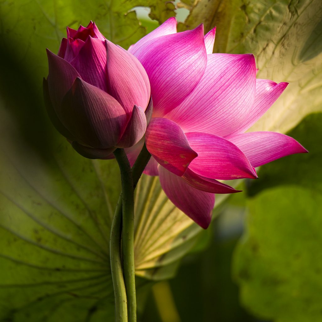 lotus flower plant pink