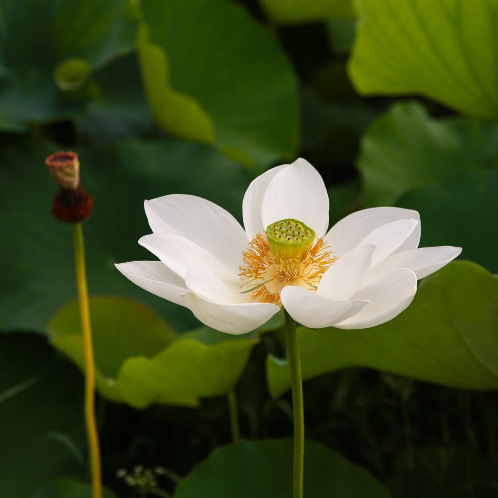 lotus flower water lillies