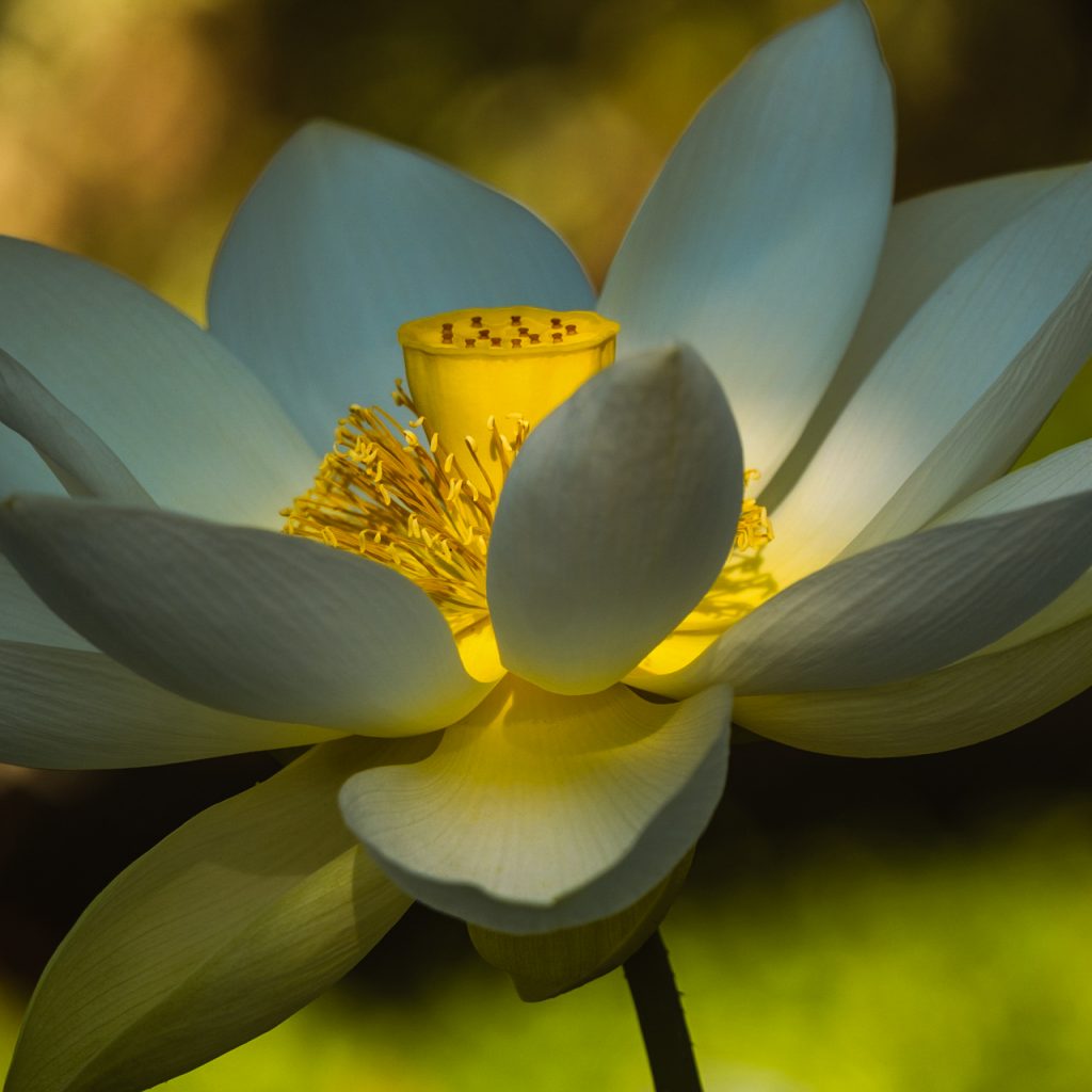 lotus flower white 2