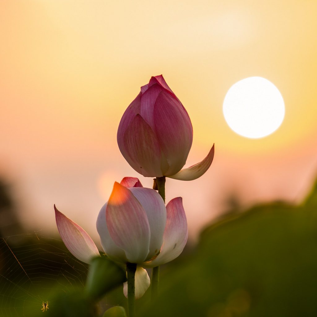 lotus flowers sunset