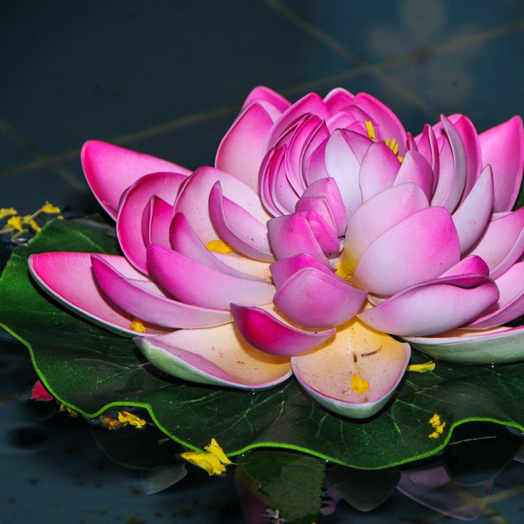 lotus indian decorative