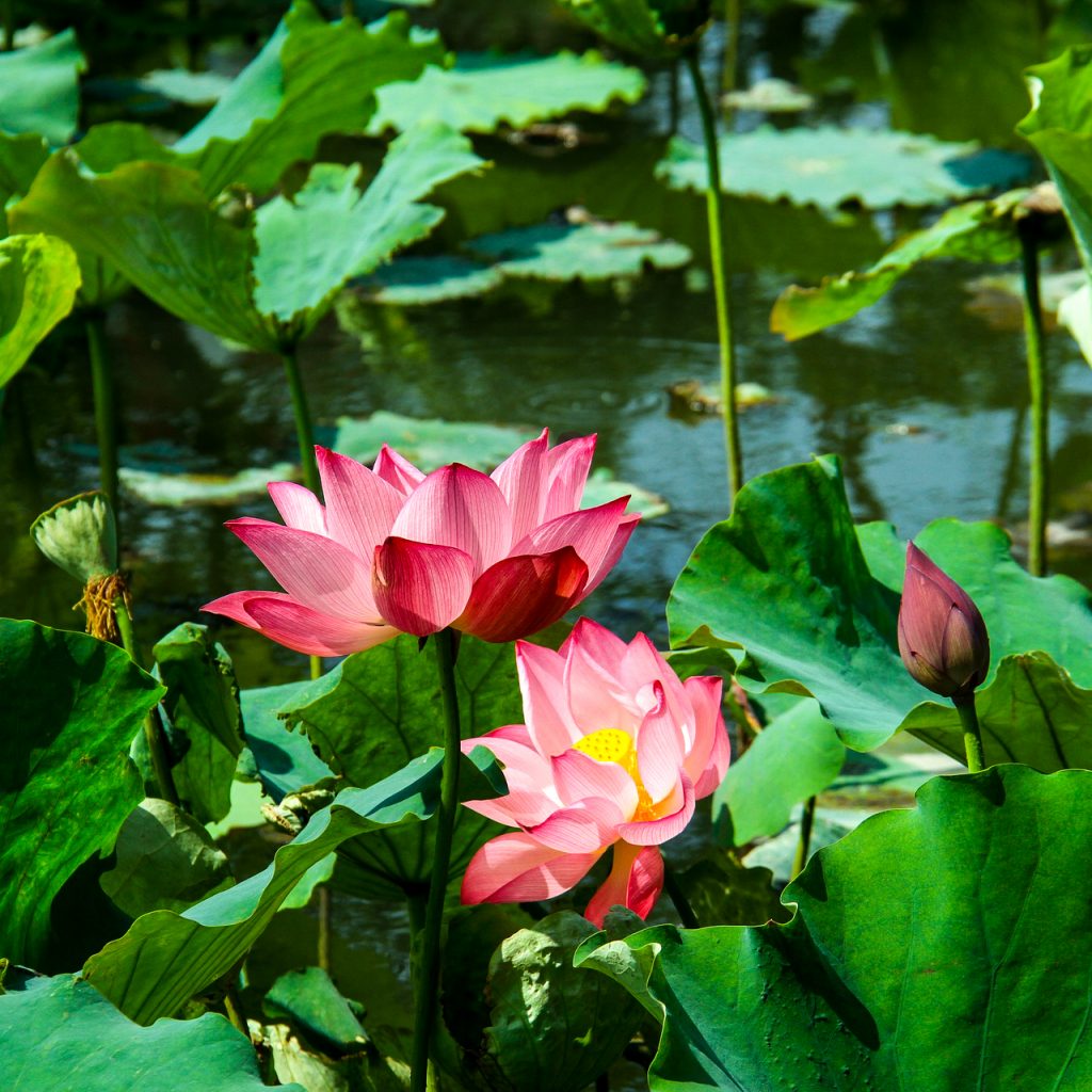 lotus leaf lotus