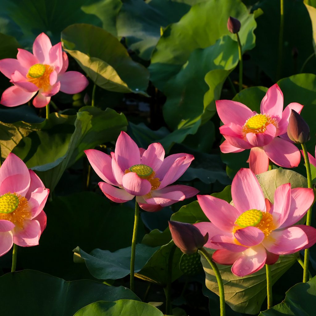 lotuses flowers pink