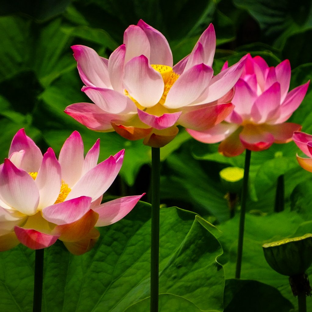 lotuses flowers pink 2