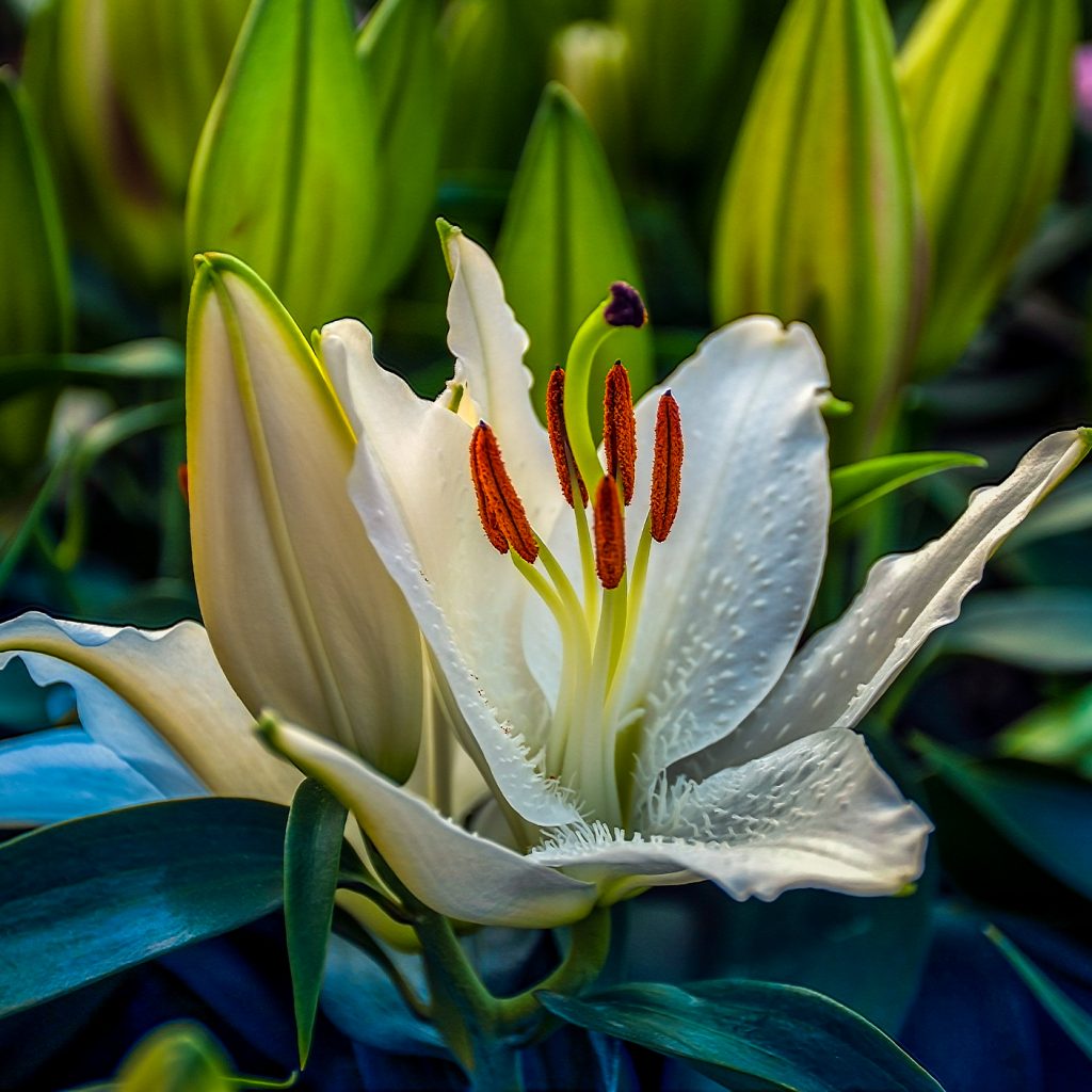madonna lily white