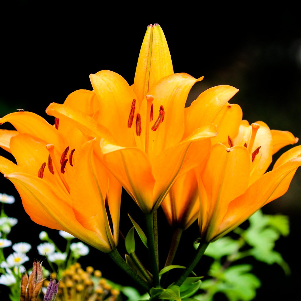 orange lilies flower