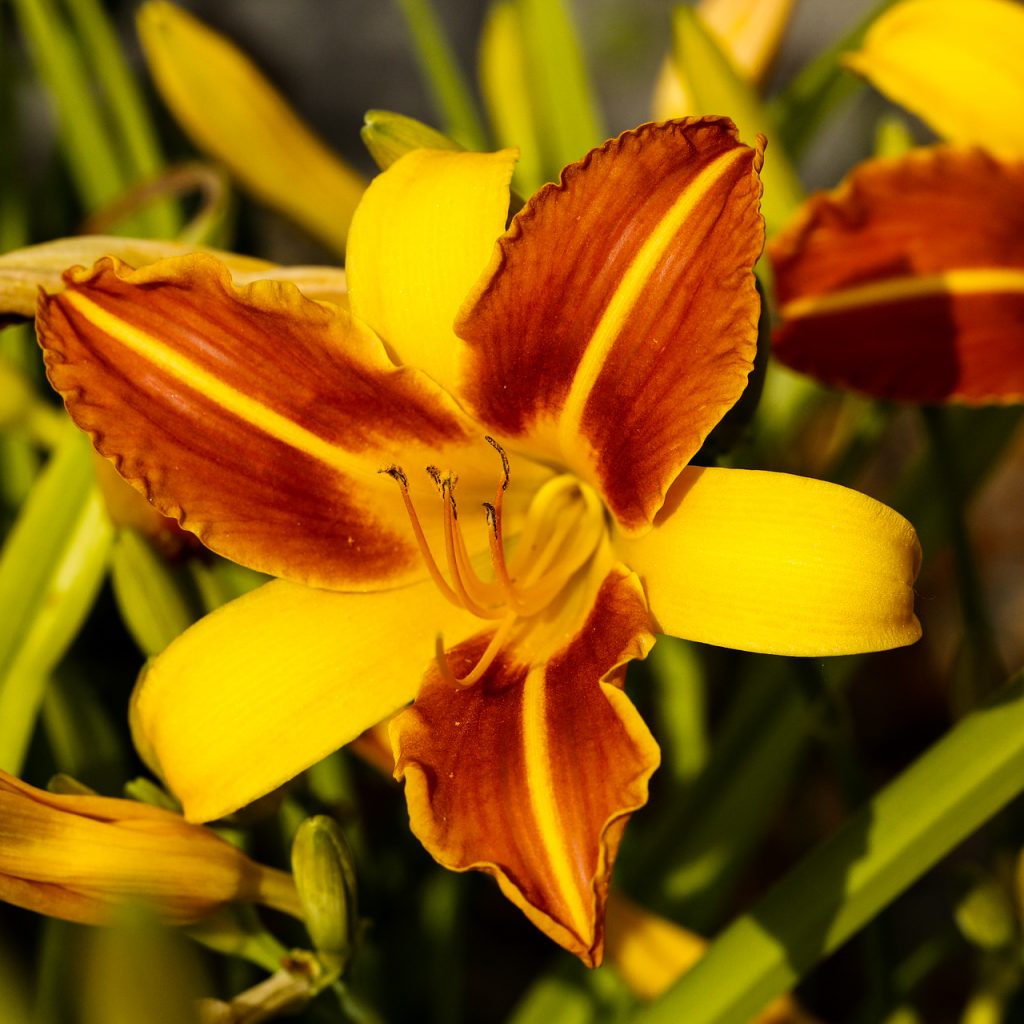 orange yellow lily