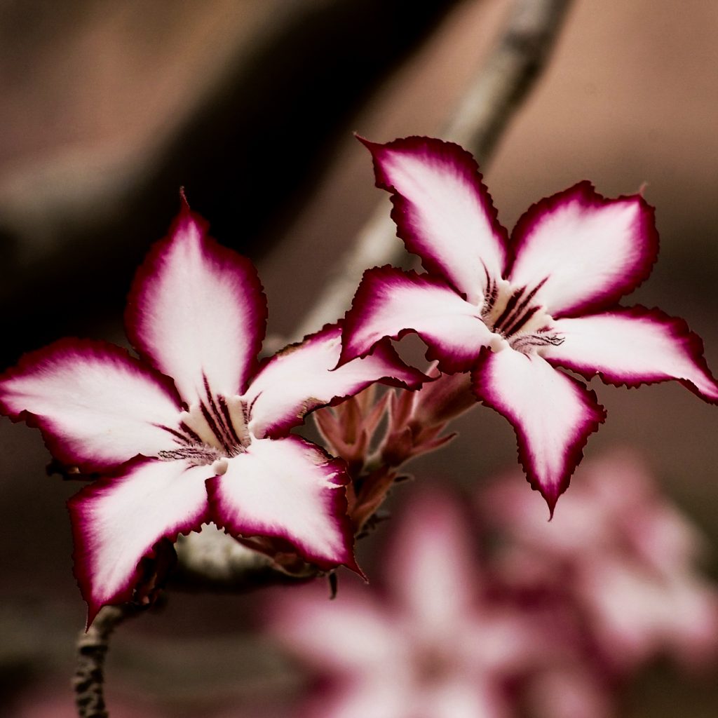 pink lily lilium