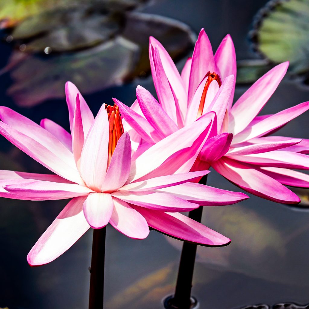 pink water lillies