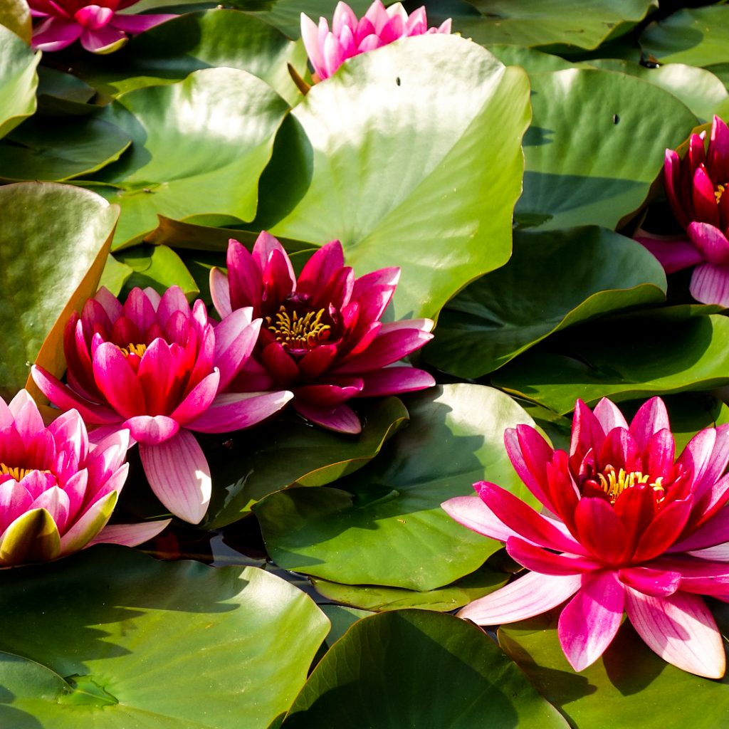 pink water lily pond
